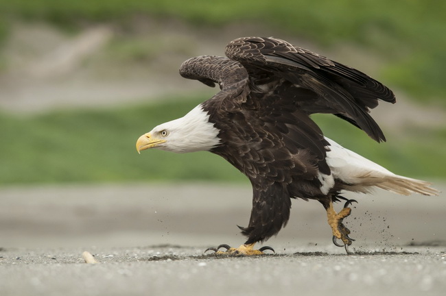 Nigge-Klaus BaldEagle 002 Visa-Image-2014